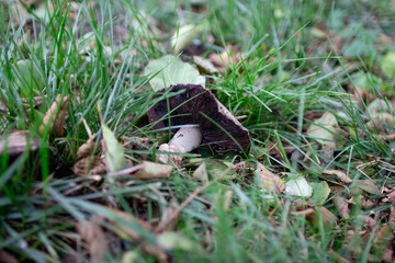 Freshly grown mushroom nestled in green grass on a cool autumn day in the forest