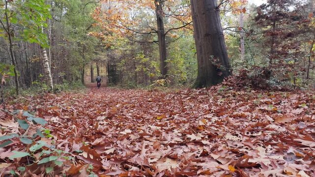 "A single male cyclist rides through a colorful autumn forest on a path covered with fallen leaves. Relaxed outdoor activity and healthy lifestyle in nature during the fall season. Low-angle tracking 