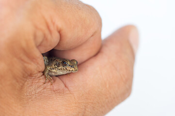 A small frog in a person's hand. A tiny brown frog peeks out from a person's closed palm. White background.