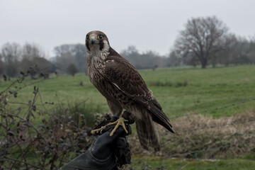 close up of a peregrine faclon falco peregrinus with Harnham Water Meadows in the background Salisbury Wiltshire England