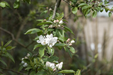 Fototapeta premium blossom of the crab apple a symbol of fertility and a forager's delight associated with love and marriage