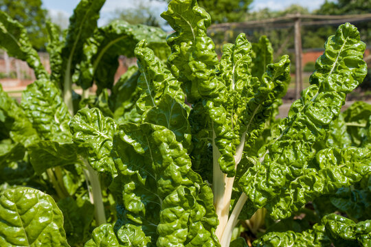 close up of the leaves of chard beta vulgaris growing in the sunshine