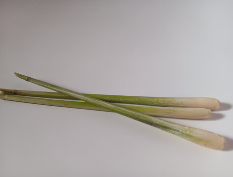 Cymbopogon citratus commonly known as West Indian lemongrass or lemongrass used as flavoring in cooking isolated on white background.