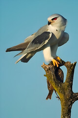 Majestic Black-winged Kite with Prey
