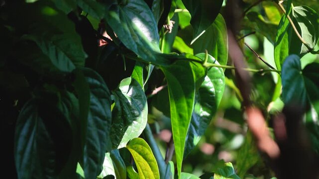 Block shot of paan or bettle nut leaves