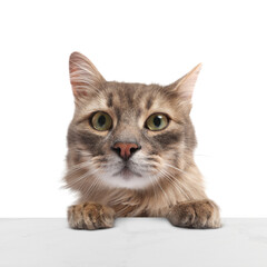 Cute cat peering out of table against white background