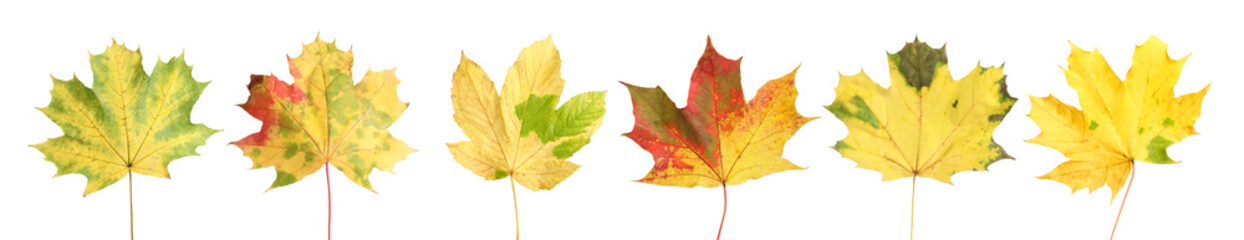 Beautiful autumn leaves isolated on white, set. Fall season