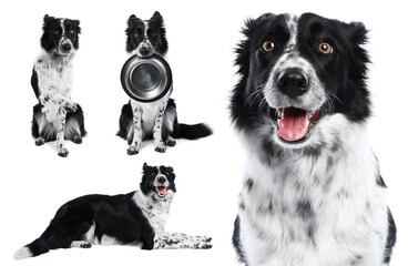 Border Collie dog isolated on white, set of photos