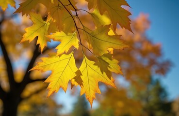 Yellow leaves of sycamore against blue sky. Leaves are vibrant in sunlight on tree branches. Colorful autumn foliage is a nature beauty. Leaf detail is clear and bright.