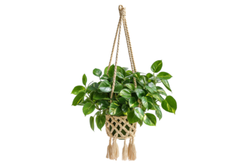 Hanging Houseplant in Macrame Planter Isolated on Transparent Background PNG. Decorative Macrame Planter with Hanging Plant Isolated.