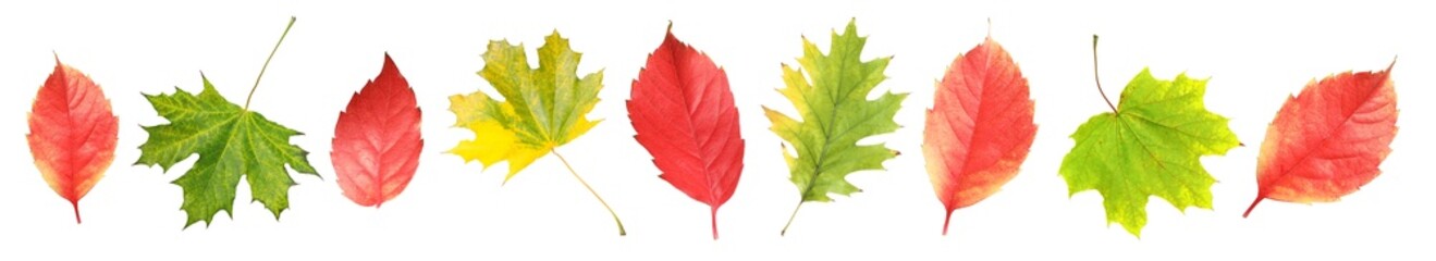 Autumn leaves isolated on white, set. Fall season