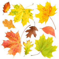 Beautiful autumn leaves isolated on white, set. Fall season