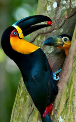 Toco Toucan Feeding Chick in Tree Cavity