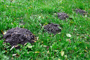 Mounds of earth on a green lawn indicate activity of burrowing animals 