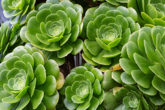 Green succulent rosette plants forming natural pattern