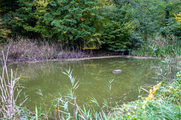 Quiet pond surrounded by autumn foliage and tall grasses 