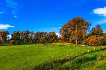 Fototapeta premium Autmn Colours in Russborough, Co. Wicklow, Ireland