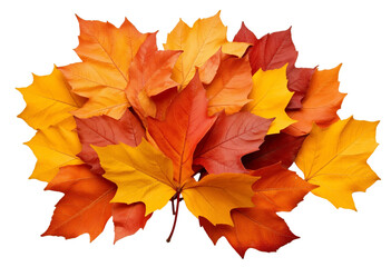 Falling maple leaves, autumn leaves