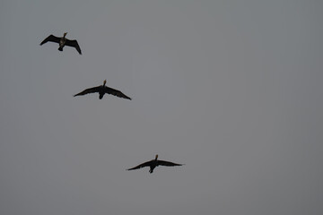 Three Birds Silhouetted in Flight Against Moody Grey Sky