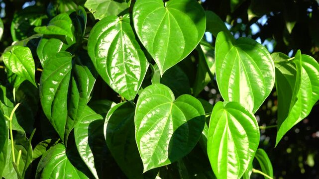 Block shot of paan or bettle nut leaves with little bit of breeze