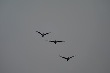 Three Birds Silhouetted in Flight Against Moody Grey Sky