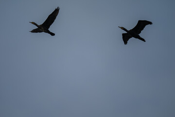 Pair of Soaring Cormorants Against a Clear Blue Sky