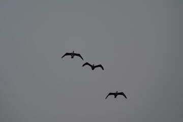 Three Birds Silhouetted in Flight Against Moody Grey Sky