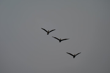 Three Birds Silhouetted in Flight Against Moody Grey Sky
