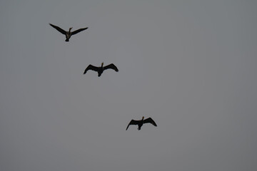 Three Birds Silhouetted in Flight Against Moody Grey Sky