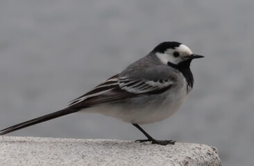 wagtail on a rock