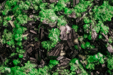 Macro: mineral uvarovite and clinochlore- Saranovskoe deposit. High magnification microphotography - scale of photography  3,7X.