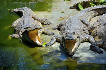 Crocodiles on water edge. Thailand