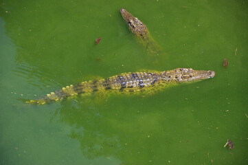 Crocodiles in water. Thailand