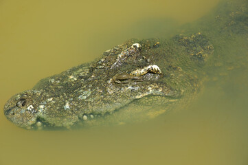 Crocodile in water. Thailand