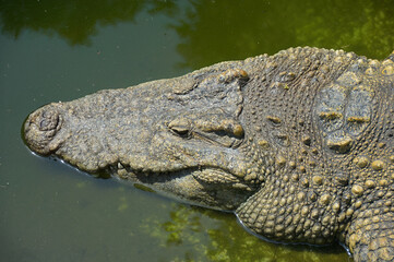 Fototapeta premium Crocodile in water. Thailand
