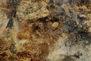 Macro degraded minerals and microplants from Khibiny — weathering and soil formation processes. Valuable for science, education and research in geoecology