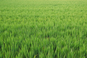 Bright green grass seamless background. Fresh grass early in the morning.