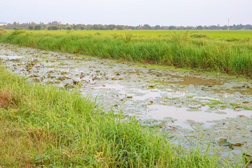 Beautiful farmland with water canal and green grass. Nature landscape. Canal or water crossing. 
