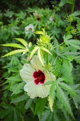 Hibiscus Cannabinus or kenaf plant in the botanical garden. Beautiful nature background.