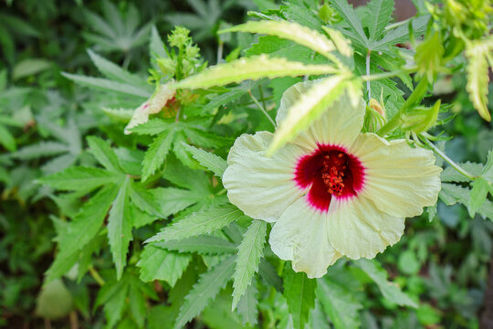 Hibiscus Cannabinus or kenaf plant in the botanical garden. Beautiful nature background.