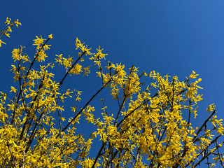 Forsythia bright yellow flowers in early spring.