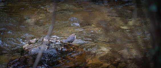 Dipper bird watching the river