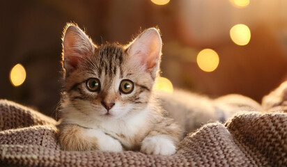Adorable Domestic Kitten Resting Comfortably on a Soft Blanket in a Warm and Cozy Setting with Bokeh Lights in the Background