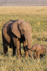 Mother and Baby Elephant © Phoebe