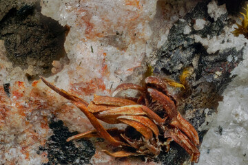 Macro aegirine, natrolite with microplants in Khibiny- rock breakdown by lichens. Scientific photos for erosion and soil formation research. Microphotography- 3.7 X zoom magnification