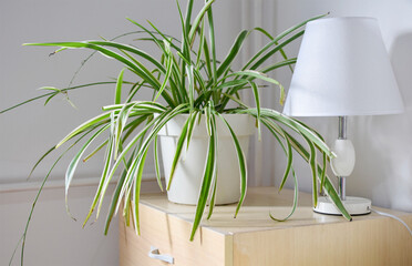 Spider plant in a pot on the night table. Chlorophytum comosum