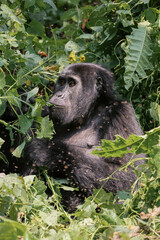 Fototapeta premium Gorilla in Bwindi Impenetrable Forest