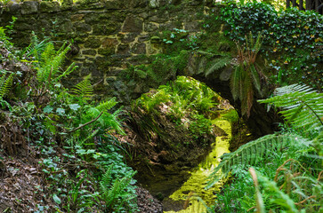 Small stream running through dense woodland vegetation in rural countryside valley ravine gorge with microclimate