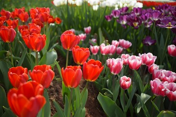 Fototapeta premium A colorful field of tulips blooming in the spring sunshine in the garden