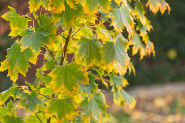 Baumblätter im Herbst